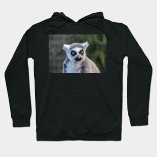 Ring Tailed Lemur Hoodie